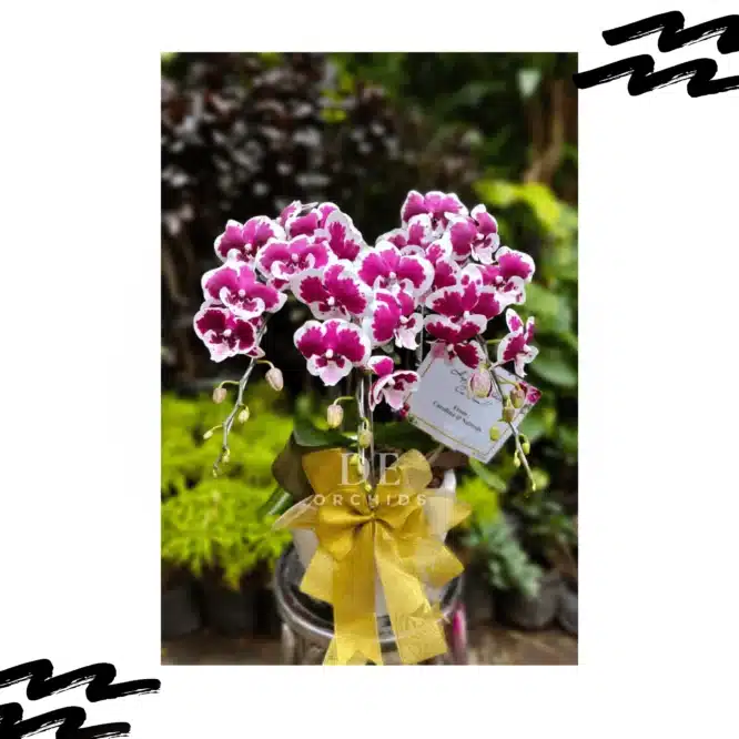 Anggrek bulan premium Blissful Scarlet Rain 3 Pohon
