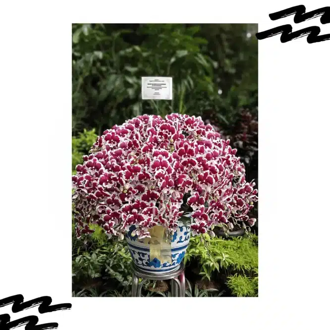 Phalaenopsis Elegance Crimson Snow