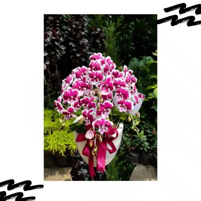 orchids Blissful Scarlet Rain