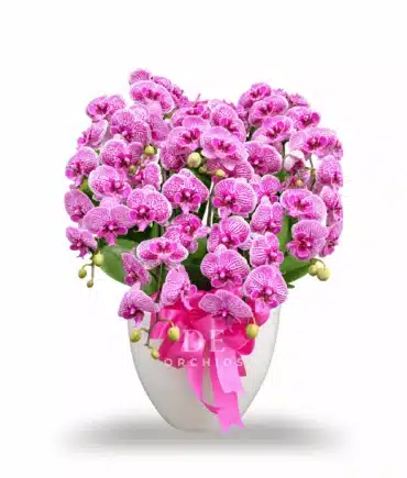 Anggrek Bulan Sweet Pink Glow 8 Pohon
