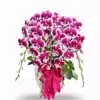 Anggrek bulan Blissful Scarlet Rain 5 Pohon