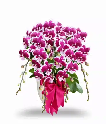 Anggrek bulan Blissful Scarlet Rain 5 Pohon