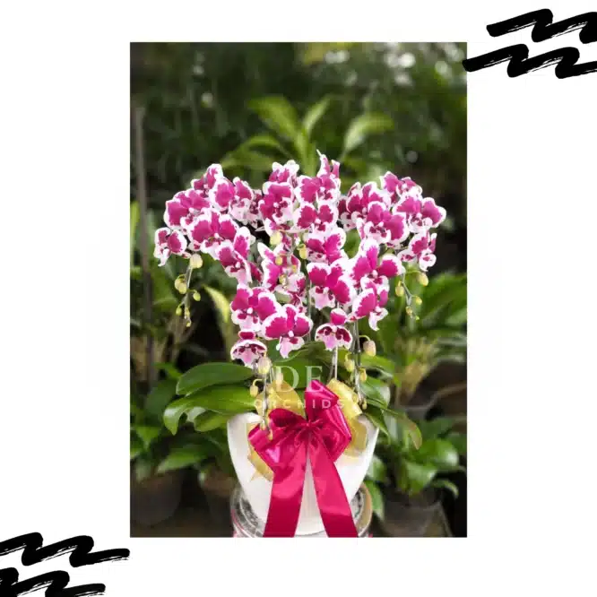 Anggrek bulan Blissful Scarlet Rain jumbo