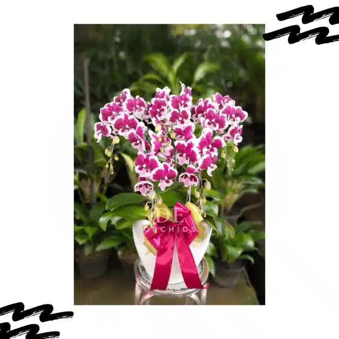 Anggrek bulan Blissful Scarlet Rain premium