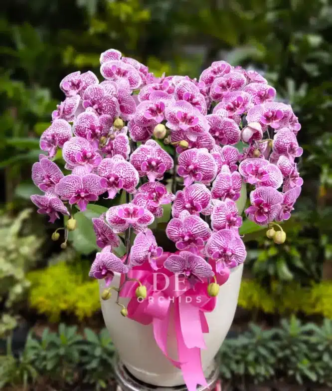 anggrek bulan pink