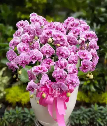 anggrek bulan pink premium