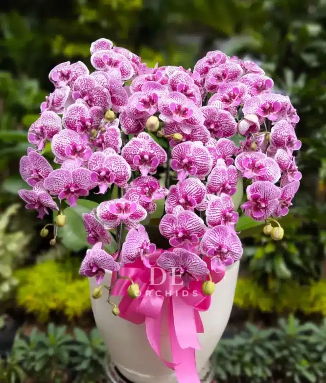 anggrek bulan pink premium