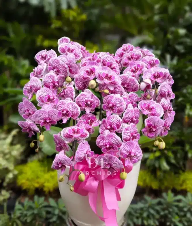 anggrek pink