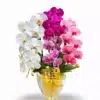 Anggrek bulan ColorBliss isi 4 Pohon
