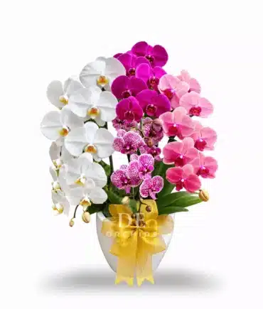 Anggrek bulan ColorBliss isi 4 Pohon