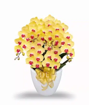 Anggrek bulan isi 6 pohon warna Kuning