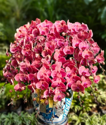 anggrek bulan merah premium