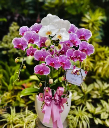 anggrek bulan pink mix putih