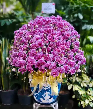 anggrek bulan pink strip