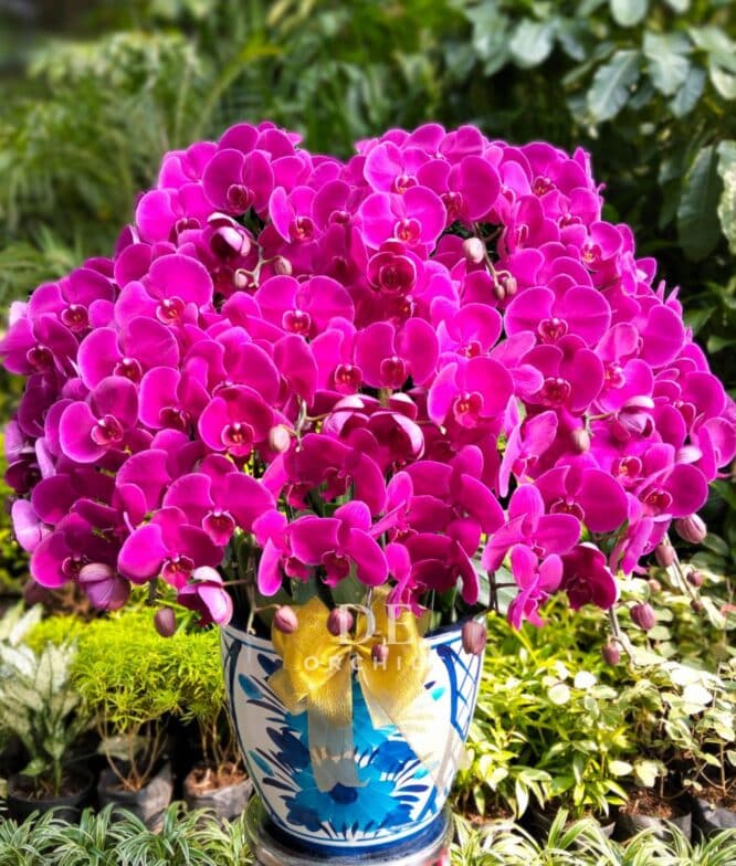 orchids purple