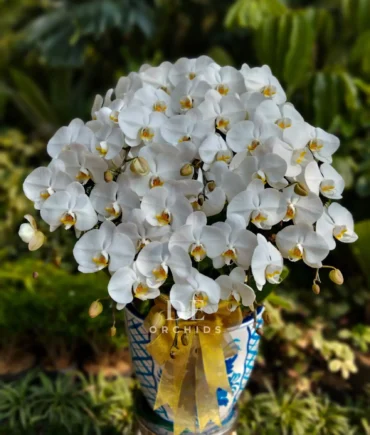 anggrek bulan putih premium