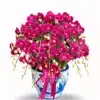 Anggrek bulan merah maroon 20 Pohon PK