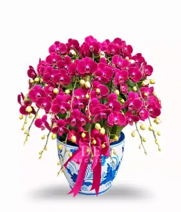 Anggrek bulan merah maroon 20 Pohon PK
