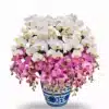 Anggrek Bulan Kombinasi Putih & Pink Elegan PK