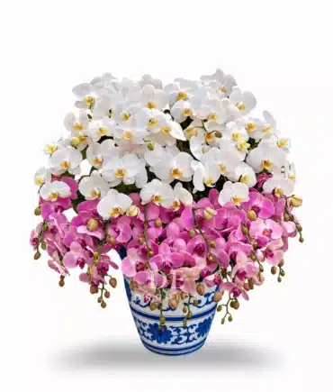 Anggrek Bulan Kombinasi Putih & Pink Elegan PK