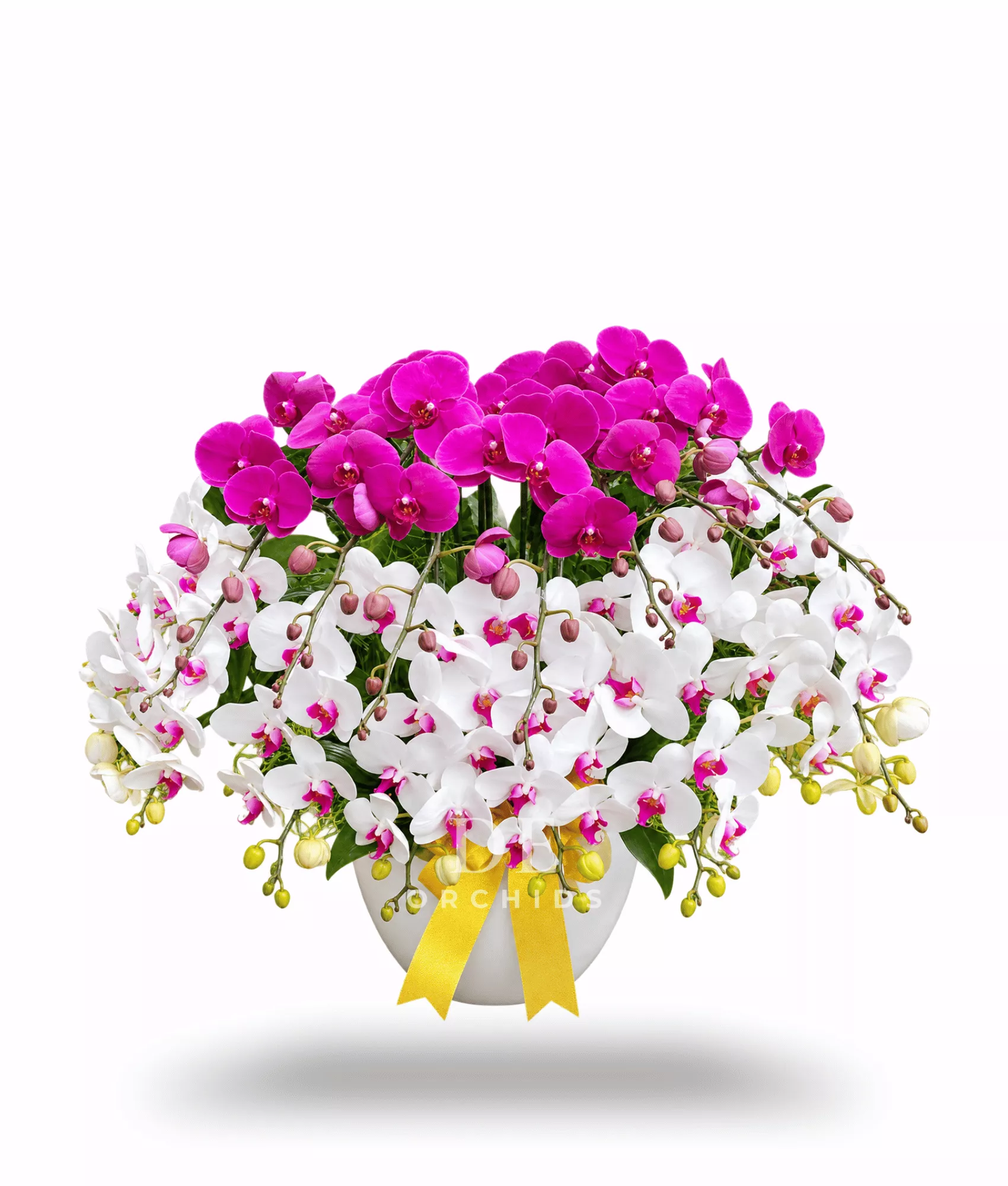 Anggrek Bulan Putih Lidah Merah Mix Ungu
