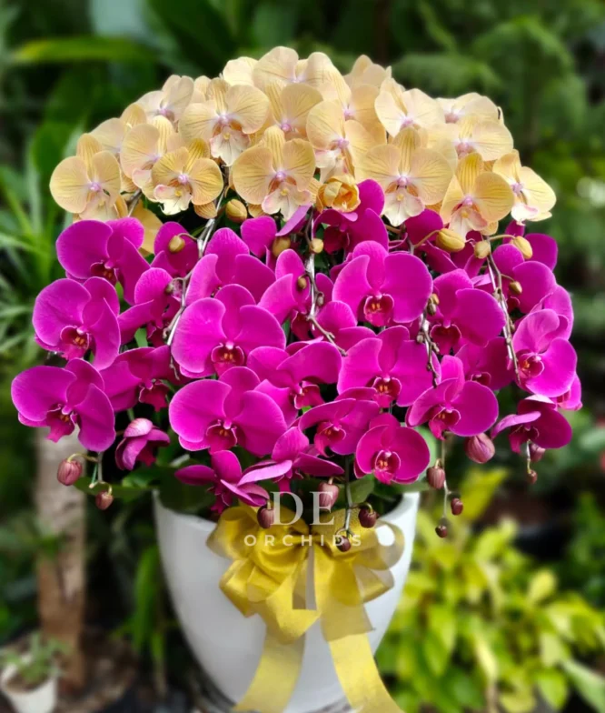 orchids jakarta