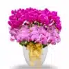 Anggrek Bulan Ungu & Pink Strip 15 Pohon