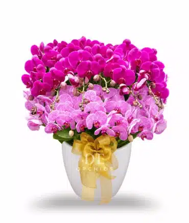 Anggrek Bulan Ungu & Pink Strip 15 Pohon
