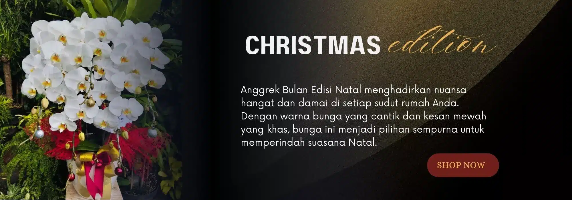 anggrek bulan jakarta