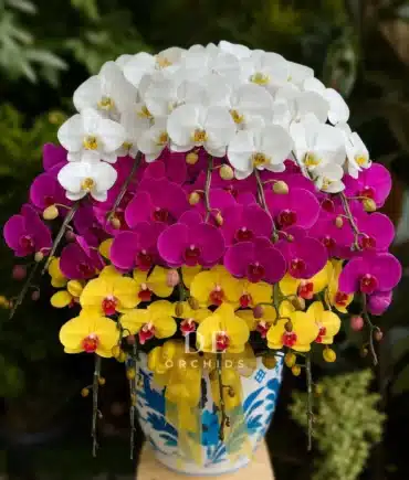 anggrek bulan kuning