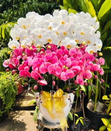 anggrek bulan merah putih