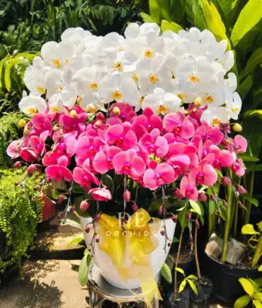 anggrek bulan merah putih