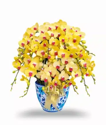 Anggrek Bulan Kuning 15 Pohon PK