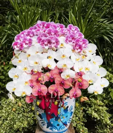 Anggrek Bulan Tricolor Royale