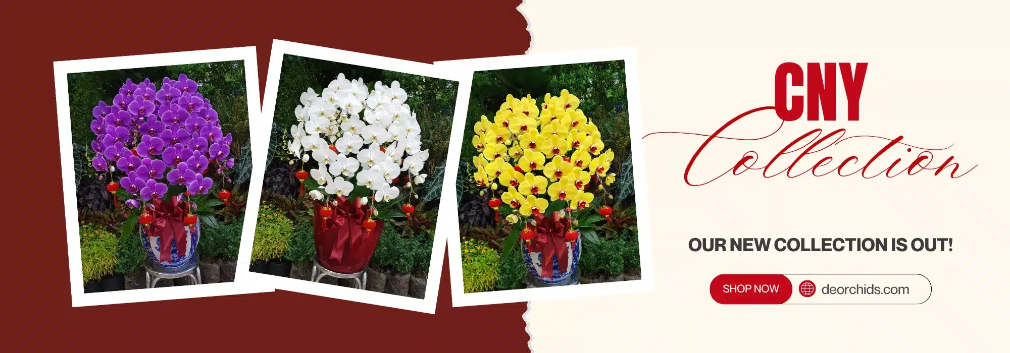 anggrek bulan edisi cny