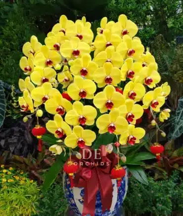 anggrek bulan edisi imlek