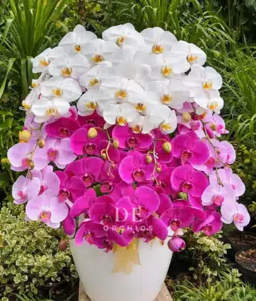 anggrek bulan putih ungu pink