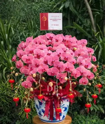 anggrek bulan cny imlek