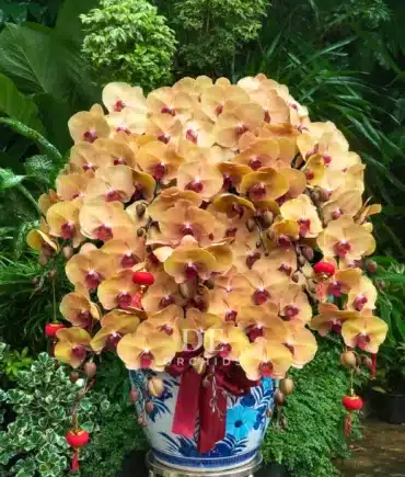 anggrek bulan coklat