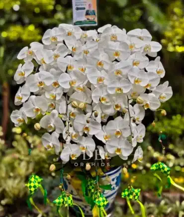 anggrek bulan putih hampers lebaran