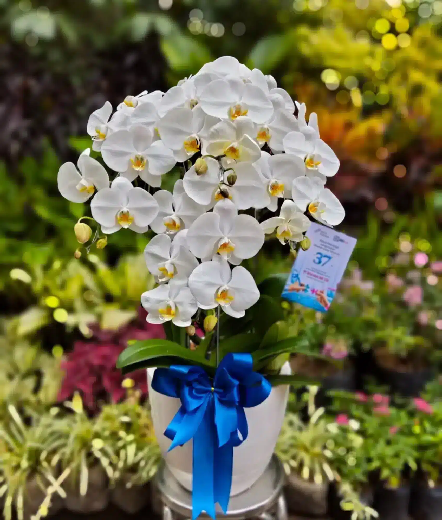 anggrek bulan putih, florist and gift jakarta terdekat