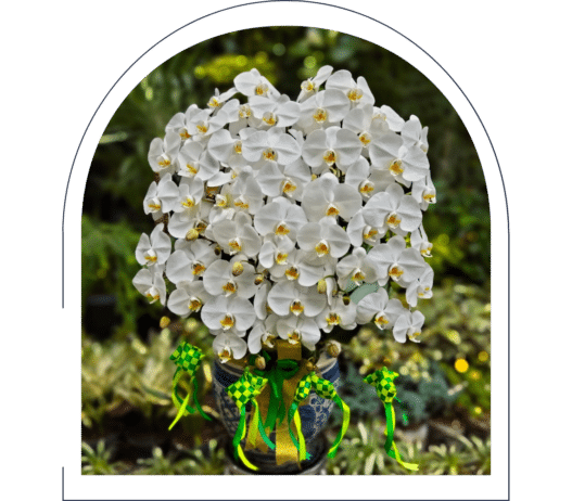 anggrek bulan jakarta dan tangerang selatan