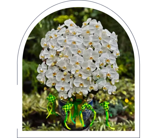 anggrek bulan jakarta dan tangerang selatan