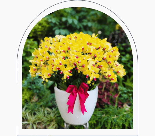 anggrek bulan kuning