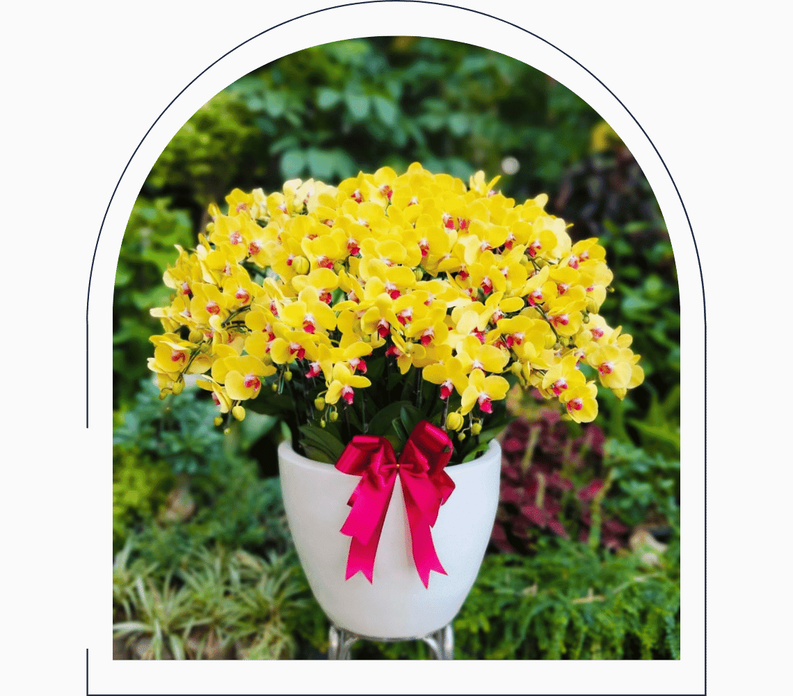 anggrek bulan kuning