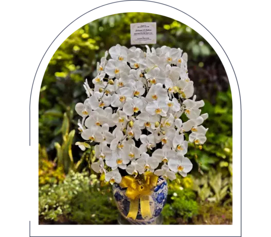 anggrek bulan dan florist jakarta