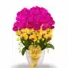 Anggrek Bulan Golden Fuchsia Majesty