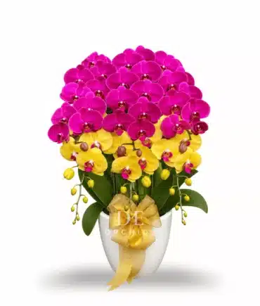 Anggrek Bulan Golden Fuchsia Majesty