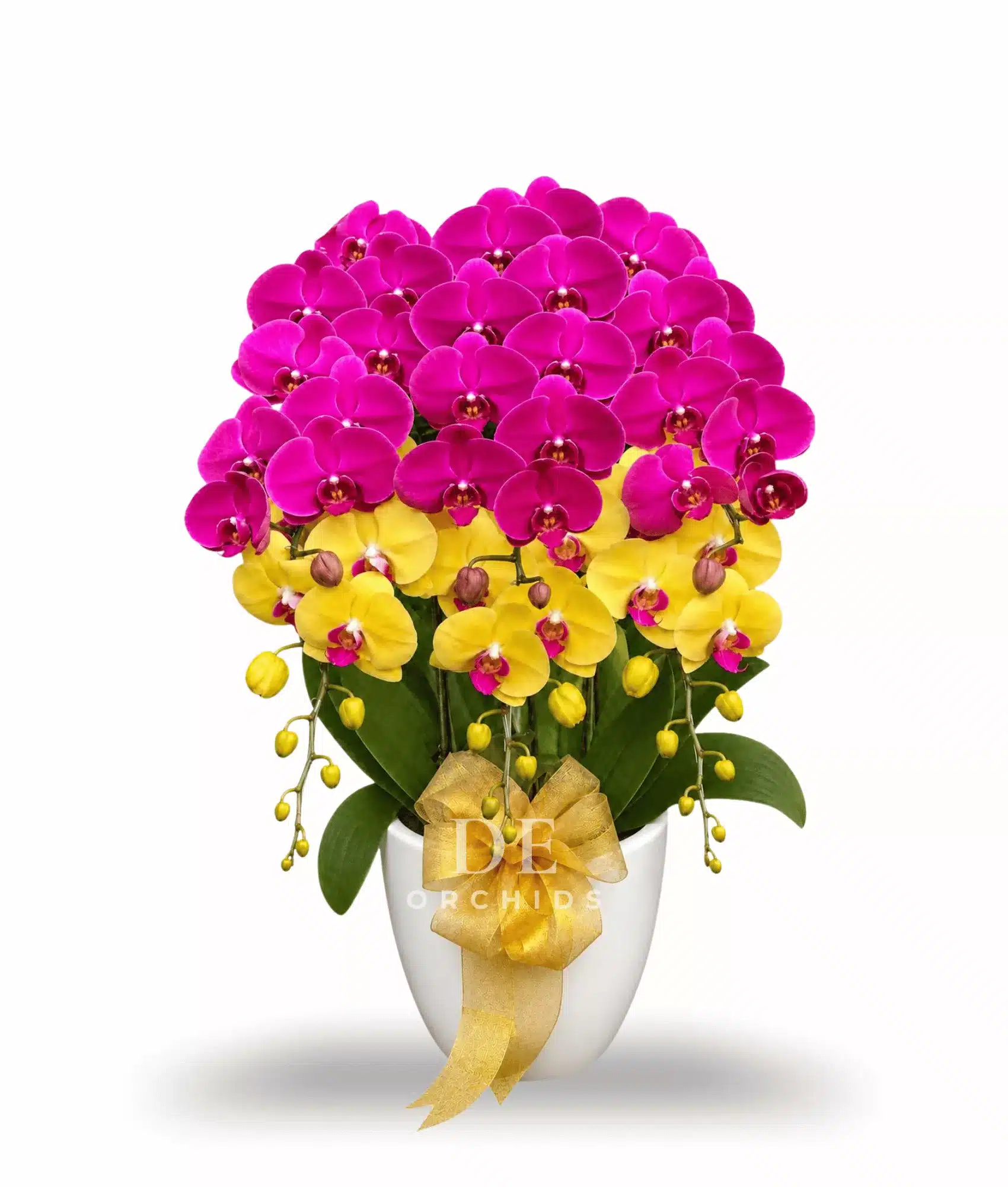 Anggrek Bulan Golden Fuchsia Majesty