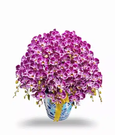 Orchids Purple Paradise 1